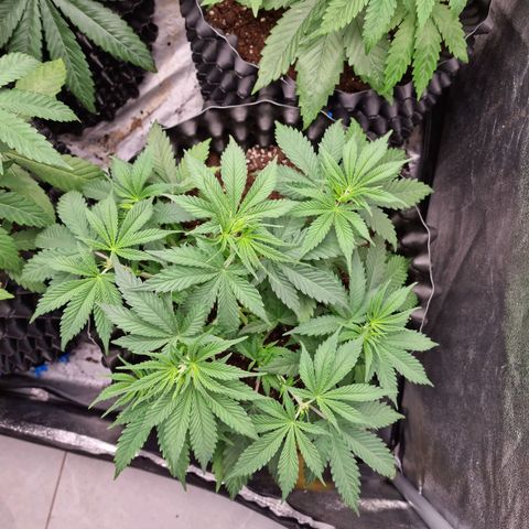 Purple haze growlog photo: All of the plants with supper cropping are going to recover