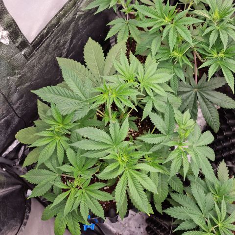 Purple haze growlog photo: All of the plants with supper cropping are going to recover
