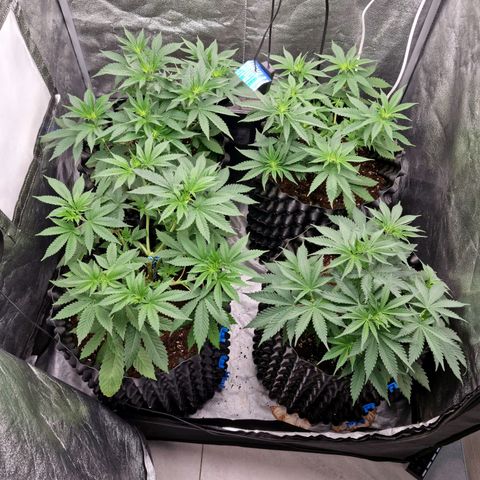 Purple haze growlog photo: 🥰