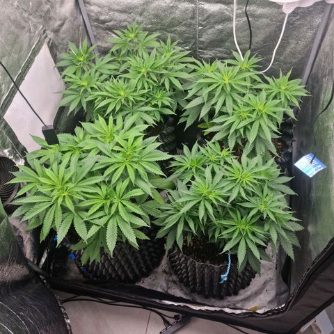 Purple haze growlog timeline photo