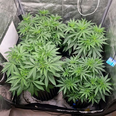 Purple haze growlog timeline photo