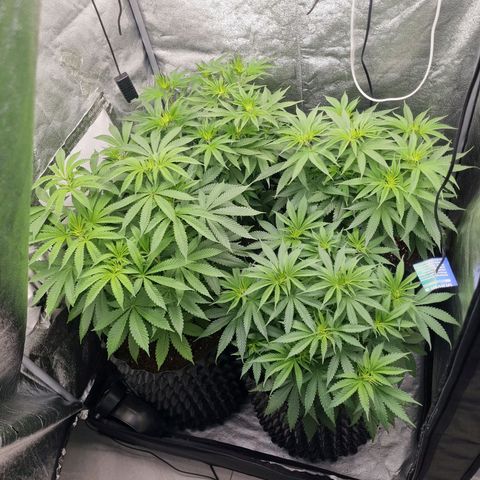 Purple haze growlog photo: Yesterday feeding and watering 
650 ppm ph 6.3
2.5l per pot