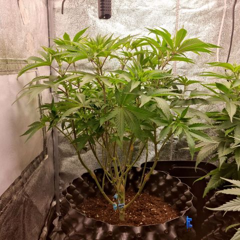 Purple haze growlog photo: Lollipoping