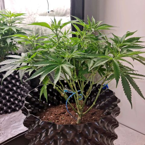 Purple haze growlog photo: Lollipoping
