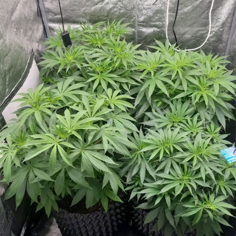 Purple haze growlog photo: Lollipoping