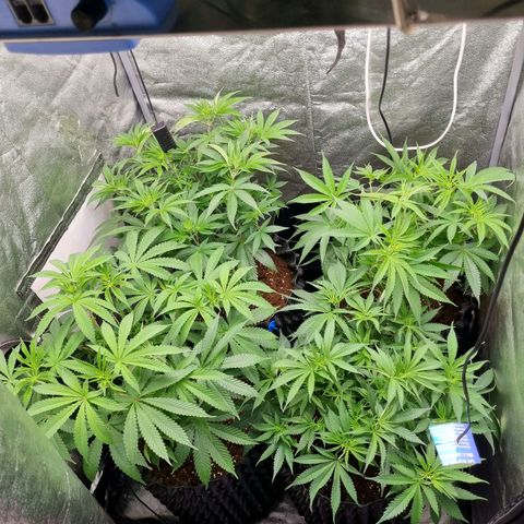 Purple haze growlog photo: Lollipoping