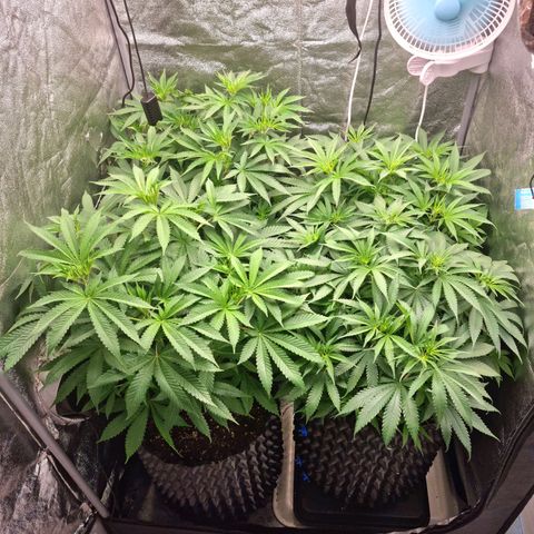 Purple haze growlog timeline photo