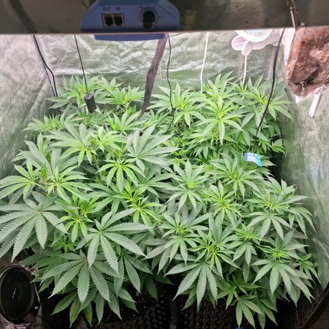 Purple haze growlog photo: Days befor flow