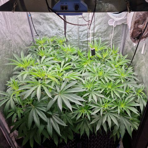Purple haze growlog photo: First day of flowering 12/12 lighst time already with us