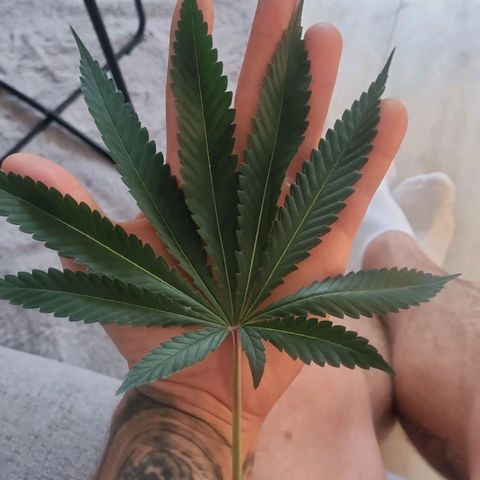 Purple haze growlog timeline photo