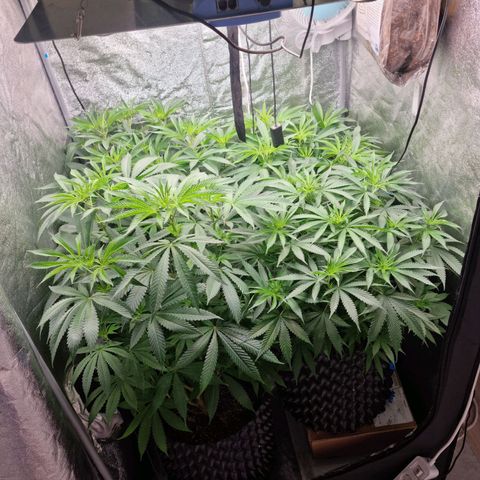 Purple haze growlog timeline photo
