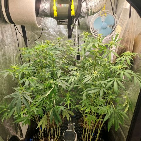 Purple haze growlog photo: I sid leave them for one week alone 🤦🤦 
Still alive but little bit tired 