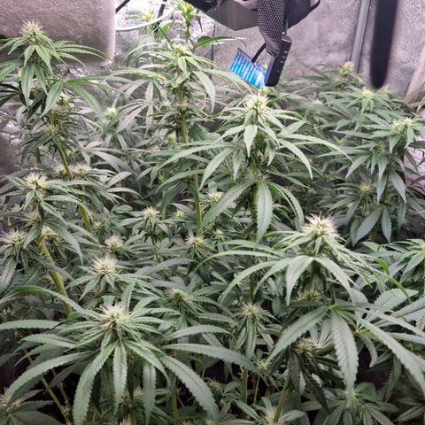 Purple haze growlog photo: Already is good again 