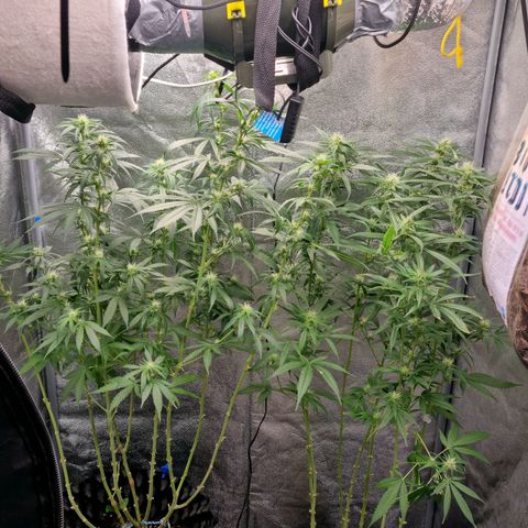Purple haze growlog photo: Already is good again 