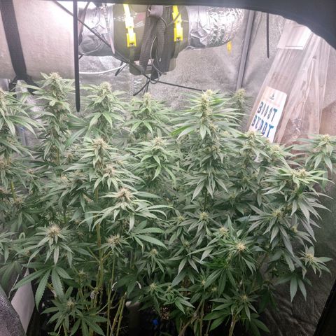 Purple haze growlog photo: 4th week of flowering 