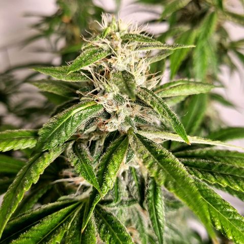 Purple haze growlog timeline photo