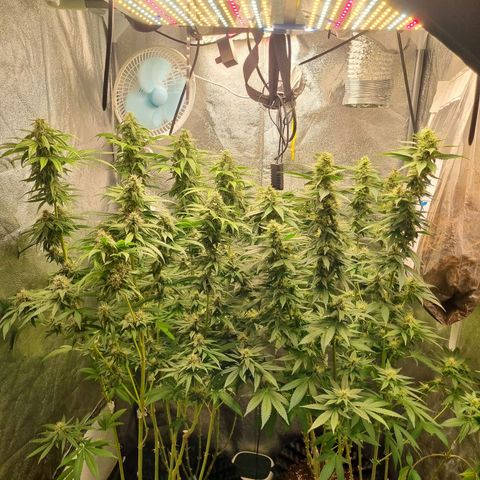 Purple haze growlog timeline photo