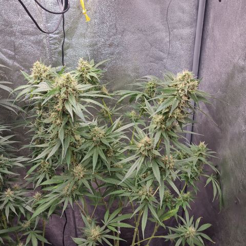 Purple haze growlog timeline photo