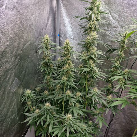 Purple haze growlog timeline photo