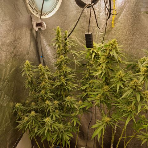 Purple haze growlog timeline photo