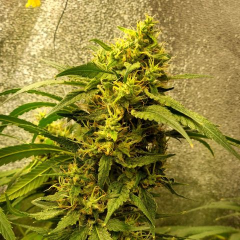 Purple haze growlog timeline photo
