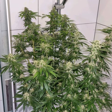 Purple haze growlog timeline photo