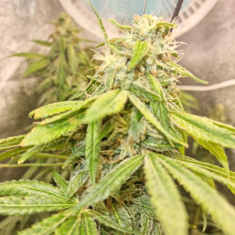 Purple haze growlog timeline photo