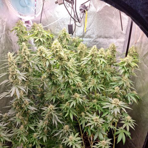 Purple haze growlog timeline photo