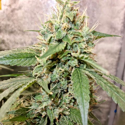 Purple haze growlog timeline photo