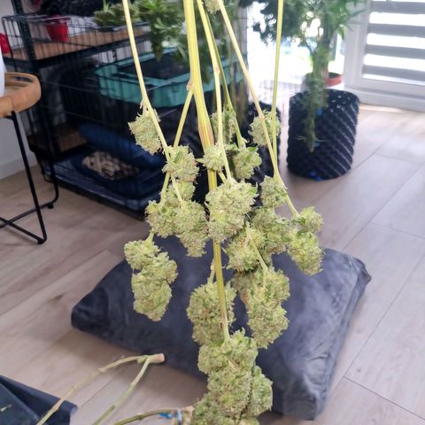 Purple haze growlog timeline photo