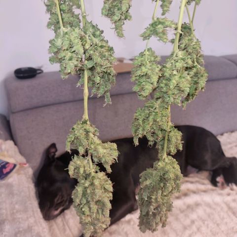 Purple haze growlog timeline photo