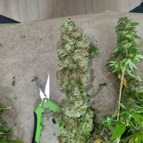 Purple haze growlog timeline photo