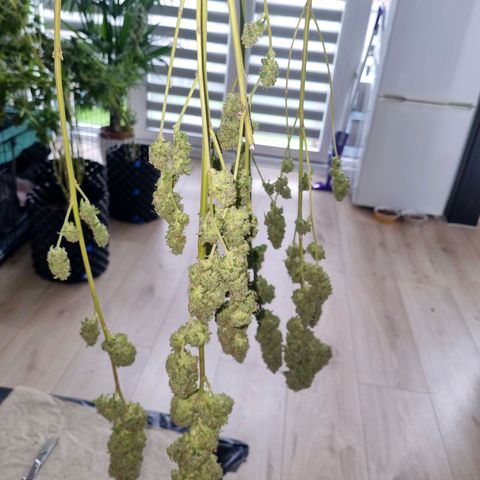 Purple haze growlog timeline photo