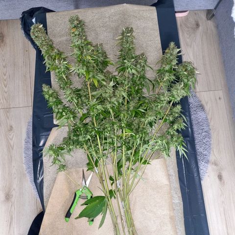 Purple haze growlog timeline photo