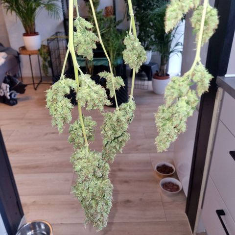 Purple haze growlog timeline photo