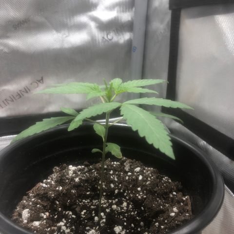 Dos -si -Dos x Thin Mints x Gelato33 growlog timeline photo
