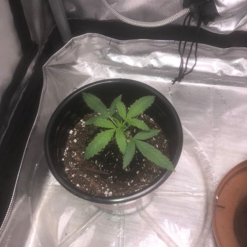 Dos -si -Dos x Thin Mints x Gelato33 growlog timeline photo