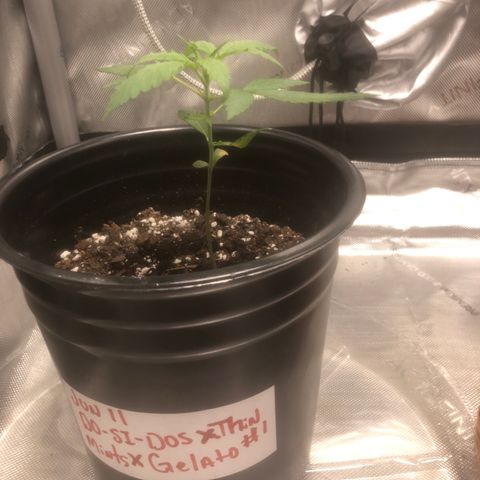 Dos -si -Dos x Thin Mints x Gelato33 growlog timeline photo