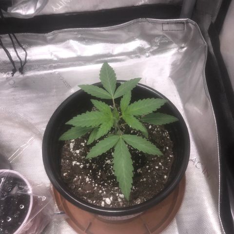 Dos -si -Dos x Thin Mints x Gelato33 growlog timeline photo