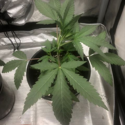 Dos -si -Dos x Thin Mints x Gelato33 growlog timeline photo