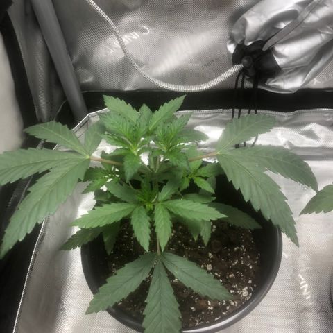Dos -si -Dos x Thin Mints x Gelato33 growlog timeline photo