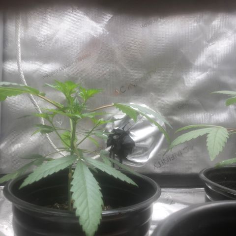 Dos -si -Dos x Thin Mints x Gelato33 growlog timeline photo