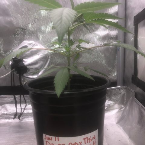 Dos -si -Dos x Thin Mints x Gelato33 growlog timeline photo