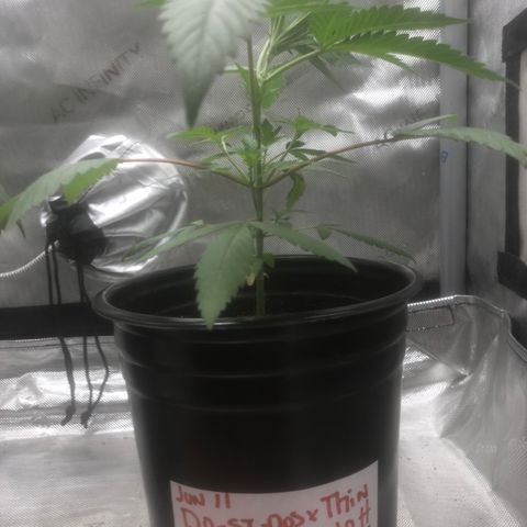 Dos -si -Dos x Thin Mints x Gelato33 growlog timeline photo