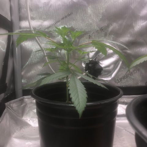 Dos -si -Dos x Thin Mints x Gelato33 growlog timeline photo