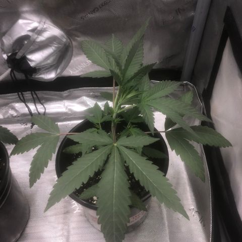 Dos -si -Dos x Thin Mints x Gelato33 growlog timeline photo
