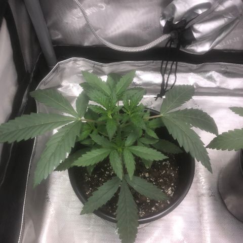 Dos -si -Dos x Thin Mints x Gelato33 growlog timeline photo