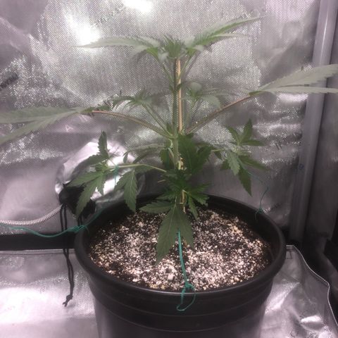 Dos -si -Dos x Thin Mints x Gelato33 growlog timeline photo