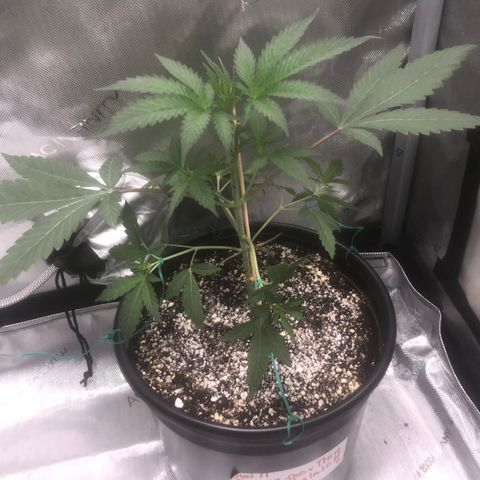 Dos -si -Dos x Thin Mints x Gelato33 growlog timeline photo