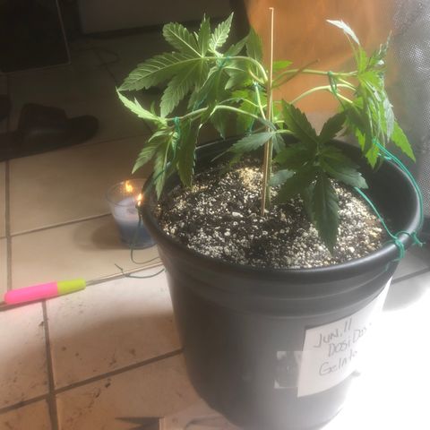 Dos -si -Dos x Thin Mints x Gelato33 growlog timeline photo